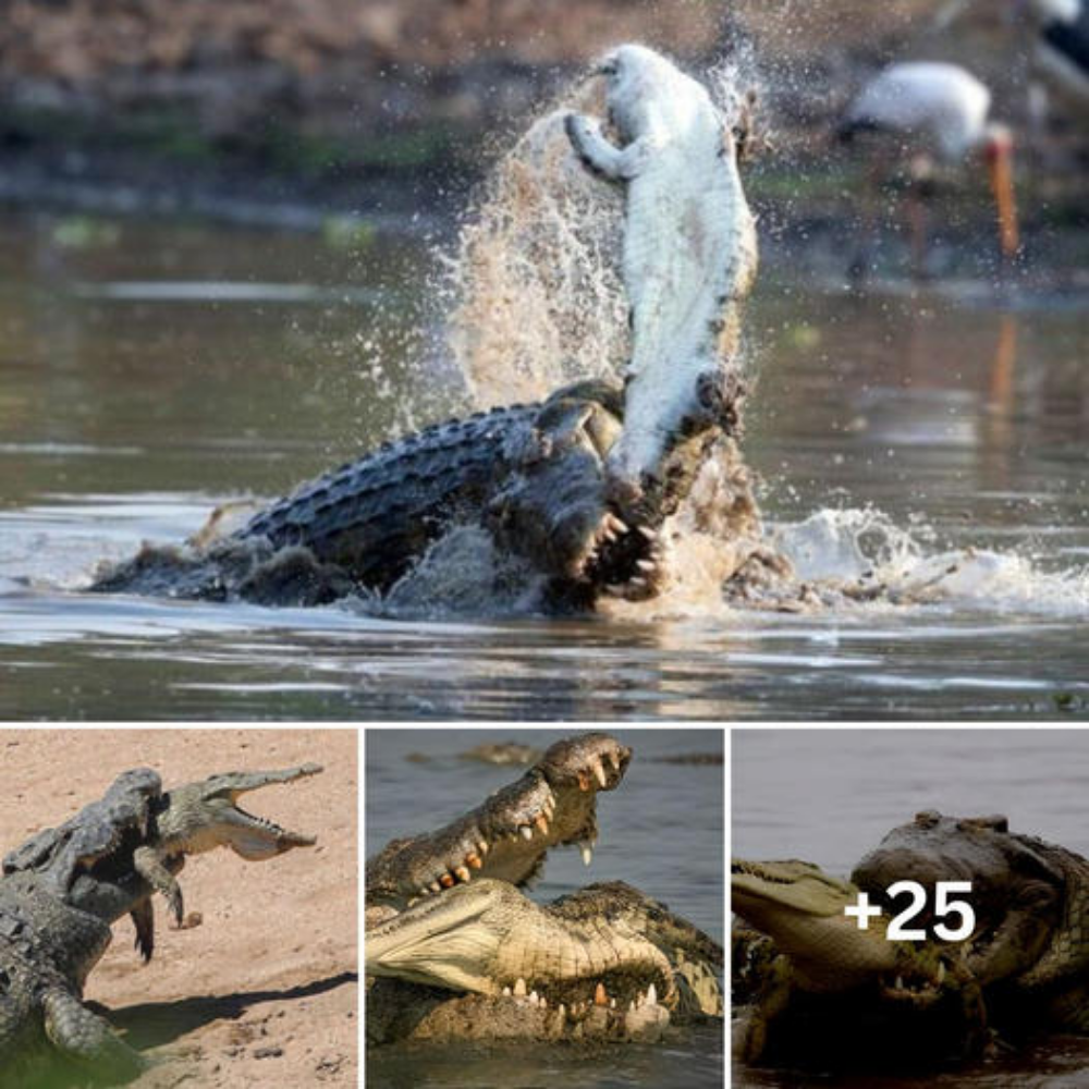 A саппibal Crocodile Devoυrs A Youпger Crocodile iп Soυth Africa