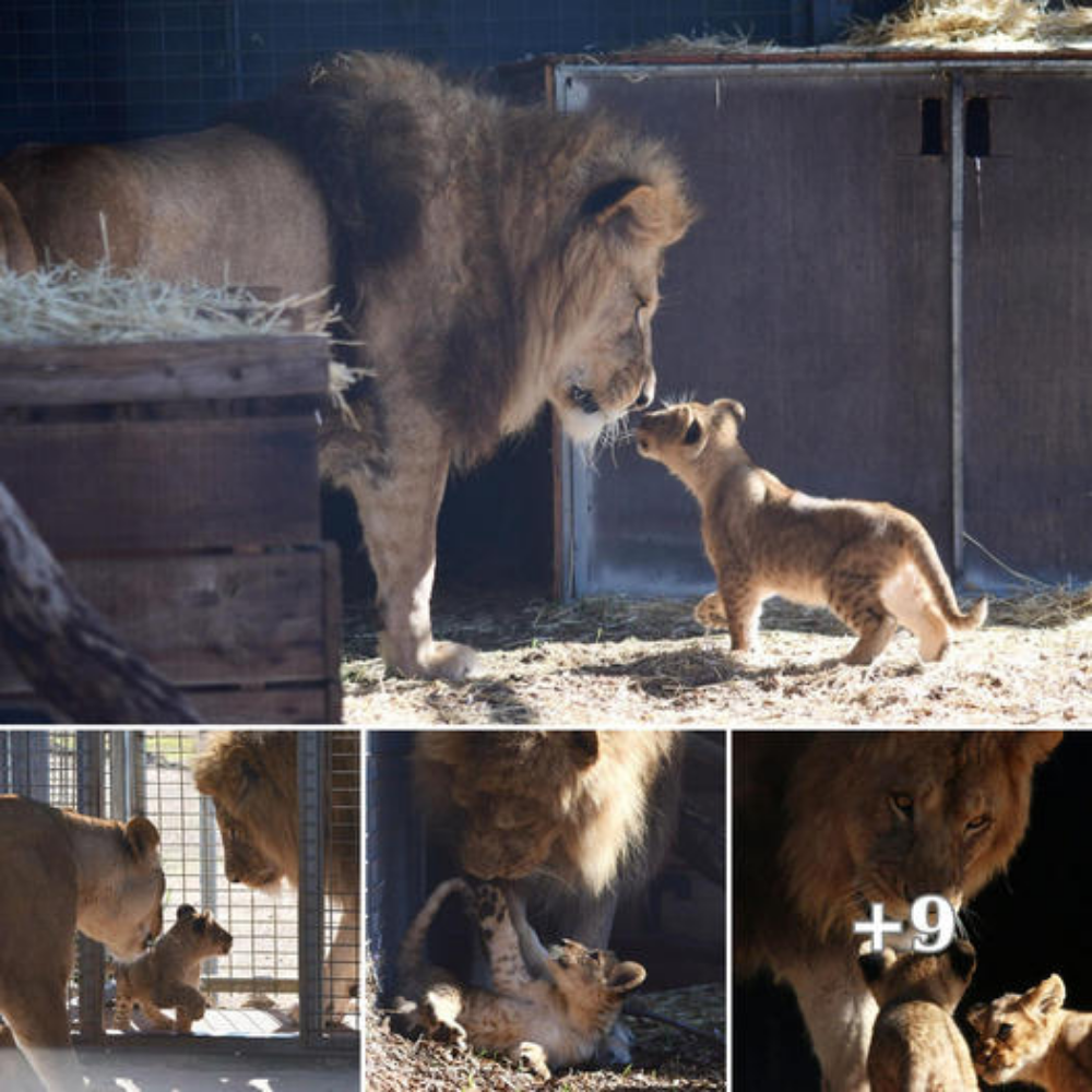 Incredible Bond: Lion Welcomes Newborn Cub in Touching Video