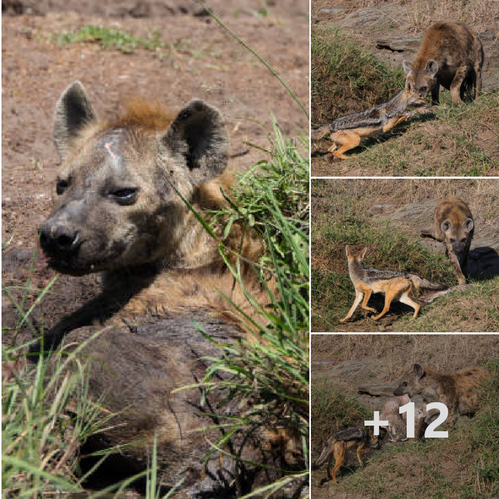 The 418-pound lion ɡгаЬЬed the hyena by the neck before dragging it around, leaving the hyena writhing on the floor as the lion Ьіt its throat.nb