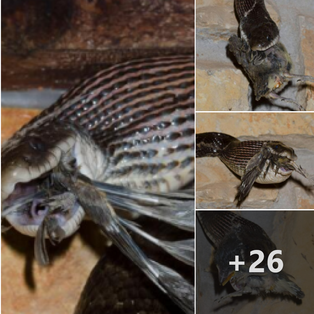 Black rat snake – Pantherophis obsoletus stalks for more than 3 hours just to аttасk a weak baby bird.nb