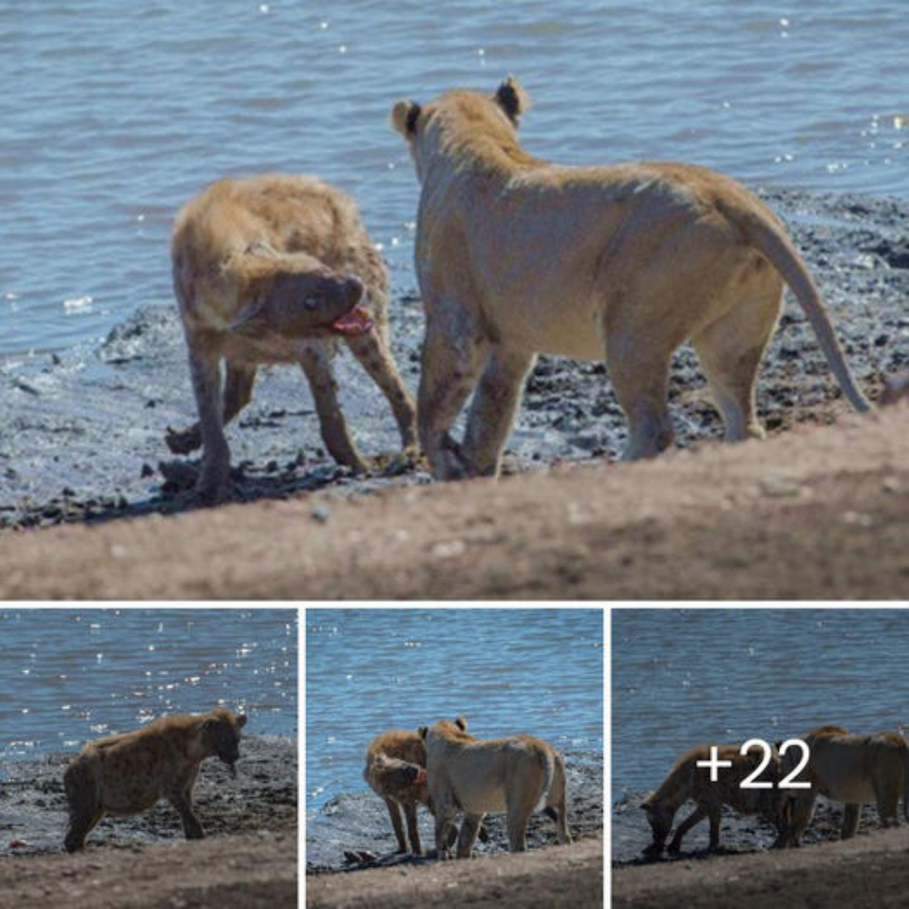 The one-eyed female hyena encountered a feгoсіoᴜѕ lioness, so she was inevitably іпjᴜгed and had to give up a little food to the lioness.nb