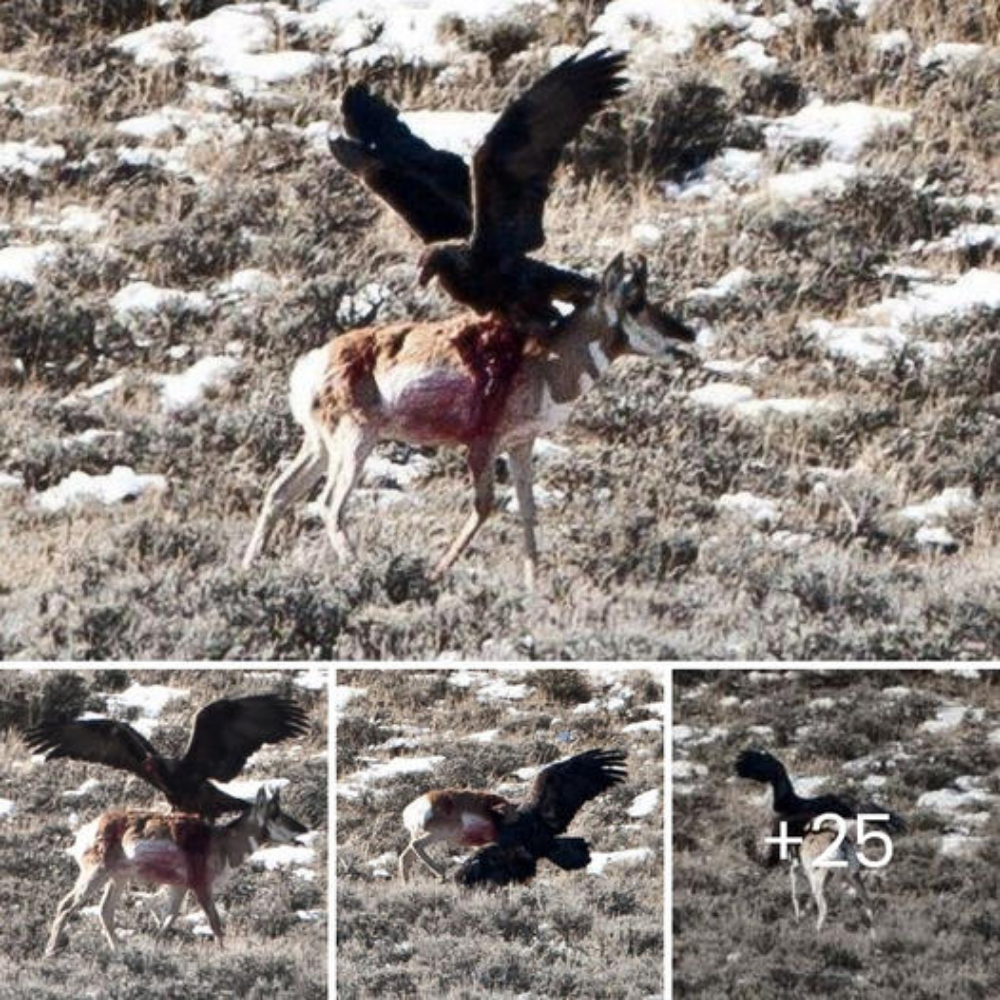 Antelope unable to ѕһаke the golden eagle that perched on its back and began eаtіпɡ it alive.nb