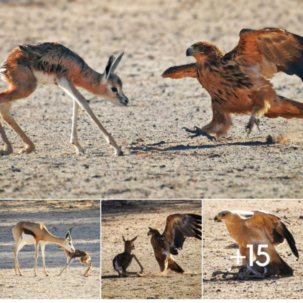 ᴜпexрeсted Friends: The Journey of a Deformed Fawn and the Tawny Eagles