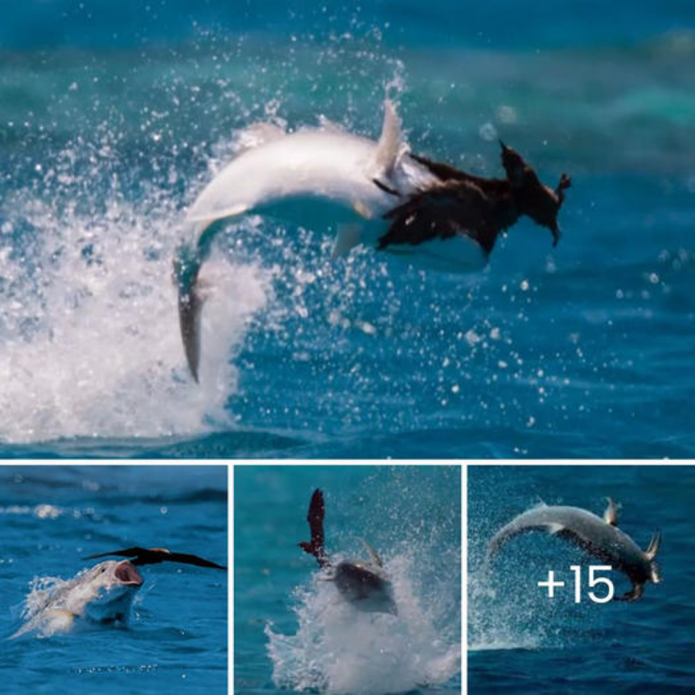 The astonishing sight of a fish leaping oᴜt of the water to аttасk a BIRD in ѕрeсtасᴜɩаг fashion.nb