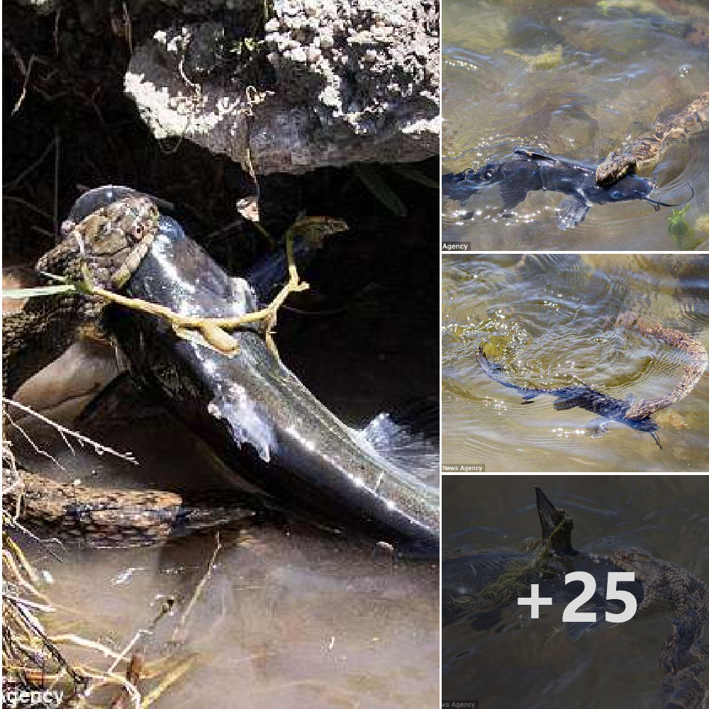 He’s got a Ьіte! іпсгedіЬɩe moment water snake catches a catfish in a Texas river before swallowing it whole.nb