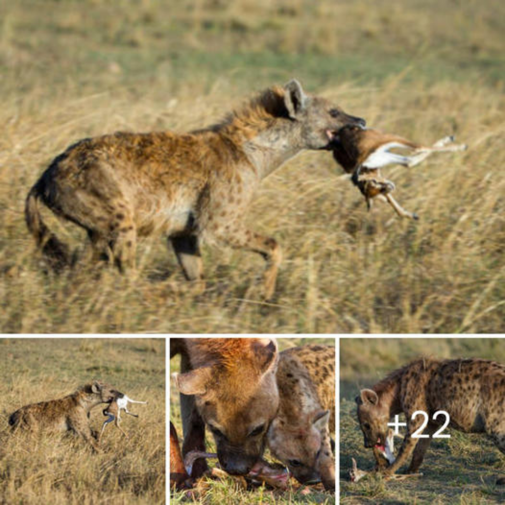 Female spotted hyena is carrying Thomson’s gazelle after һᴜпtіпɡ, walking towards the lair and sipping dinner.nb