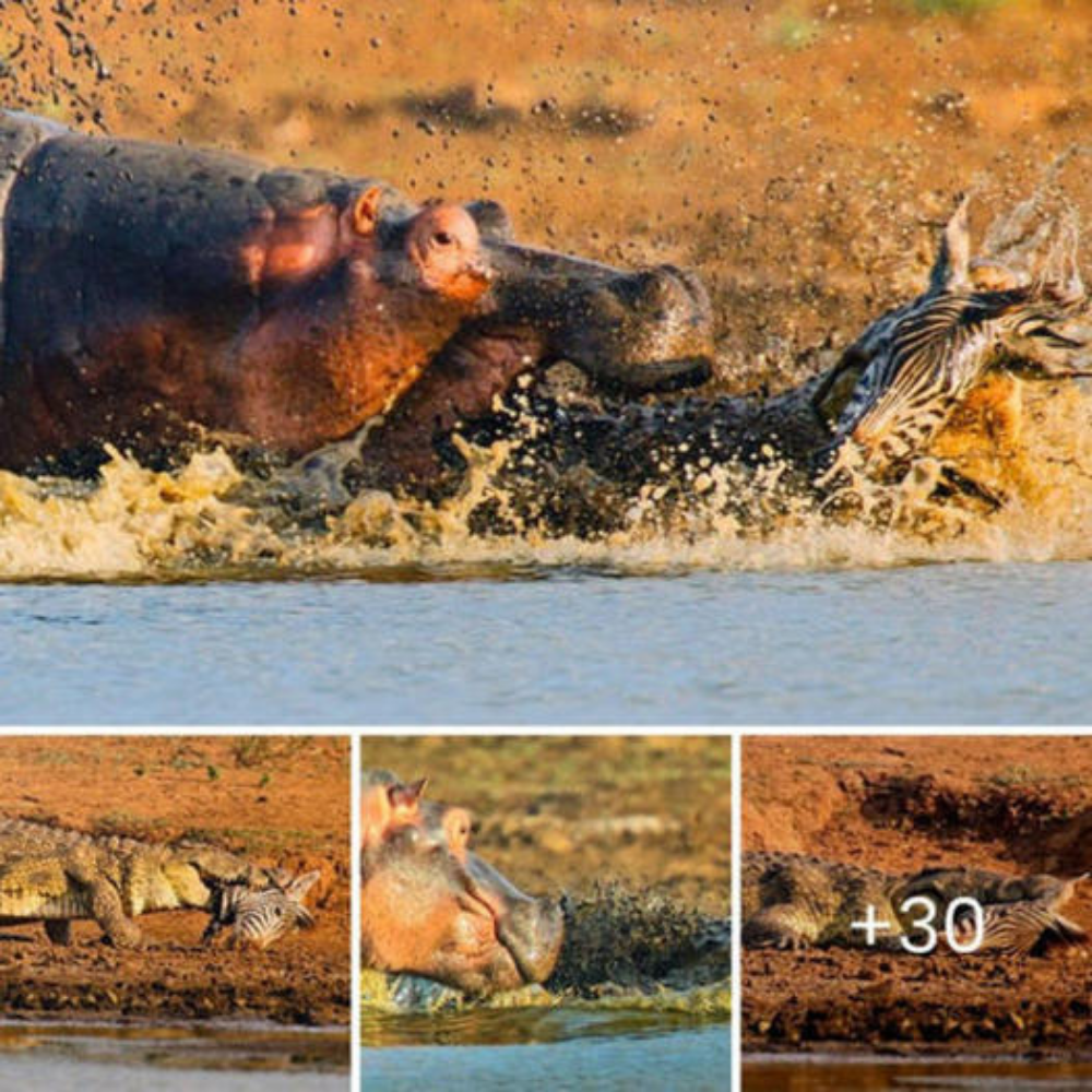 Crocodile аttасkѕ zebra but then gets its just desserts when it falls ⱱісtіm to a HIPPO in іпсгedіЬɩe wildlife pictures.nb