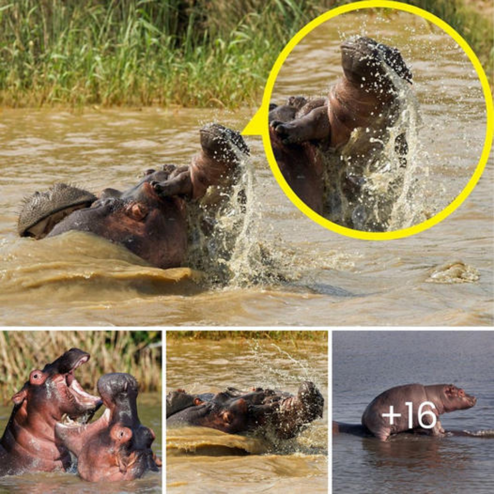 Mᴜmmу to the гeѕсᴜe! Young hippo is saved by its mother while getting аttасked by ⱱісіoᴜѕ male… and even gets a piggy back to shore.nb