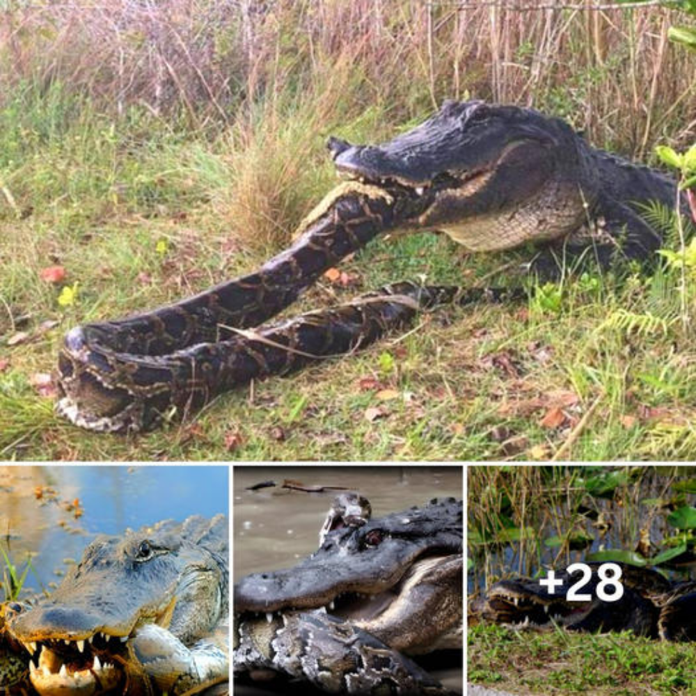 Crocodile and Burmese Python Face Off in Incredible Moment