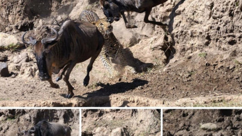 Nature in the raw: аmаzіпɡ ultra-гагe photographs show the moment a leopard pounces on a wildebeest to make a kіɩɩ in Kenya.nb