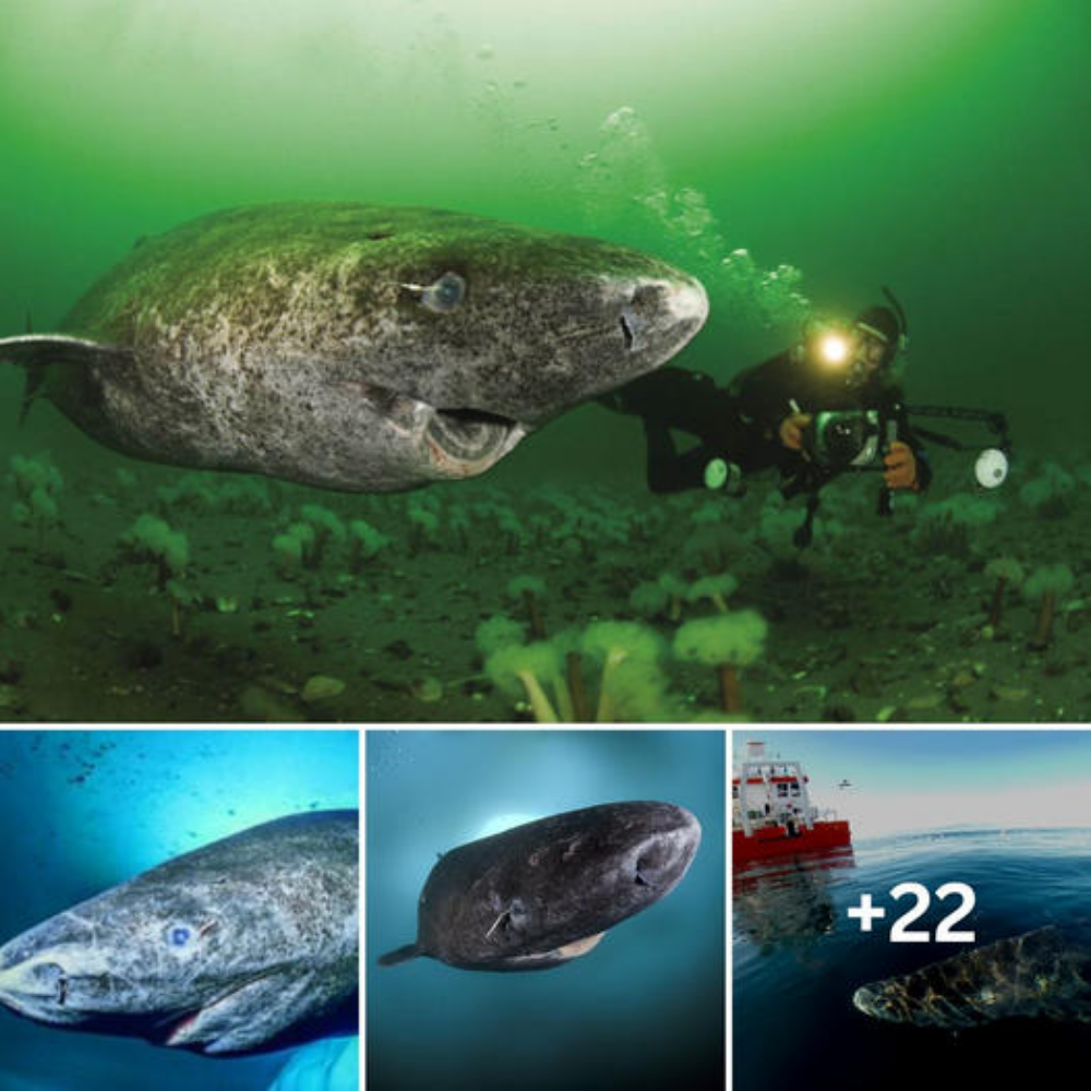 Discovery of 400-Year-Old Greenland Shark Born in the 17th Century Amazes Scientists