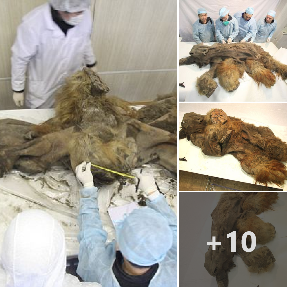Remarkable Discovery of the Amazing Ginger Mammoth, Killed by Cavemen 10,000 Years Ago, Found Perfectly Preserved with an Intact Brain