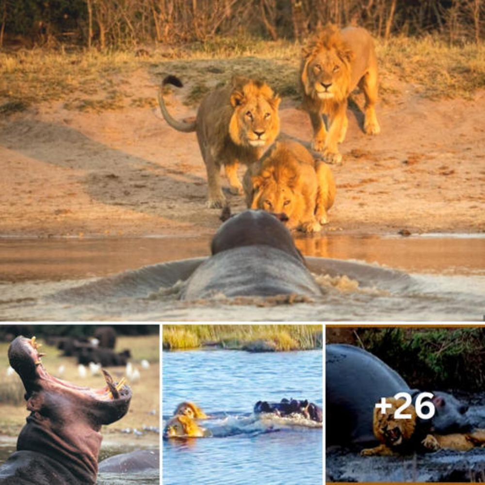 3 Lions Crossing The River Get аttасked By Hippo, Will They Make It Across Safely?