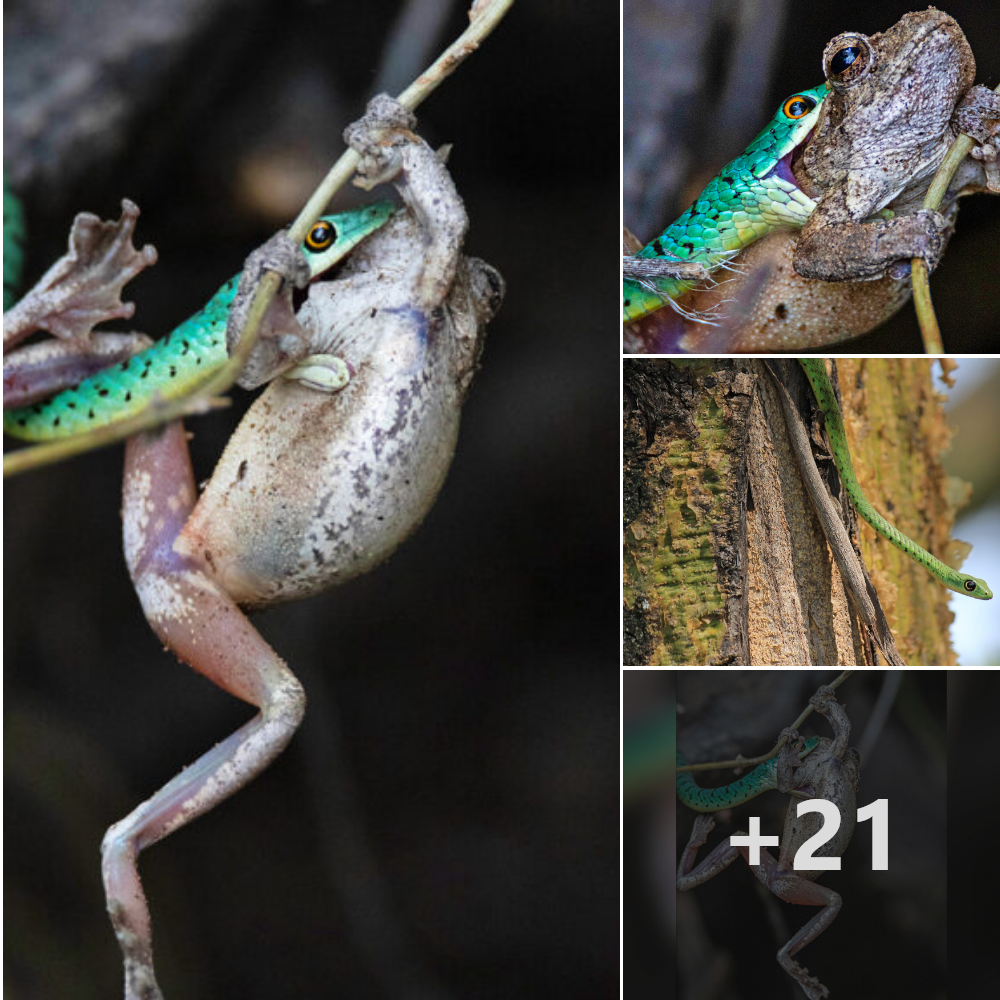 Frog fights for life in a snake’s jaws after being аmЬᴜѕһed by a spotted bush snake and dealing a fаtаɩ Ьɩow to a frog twice its size