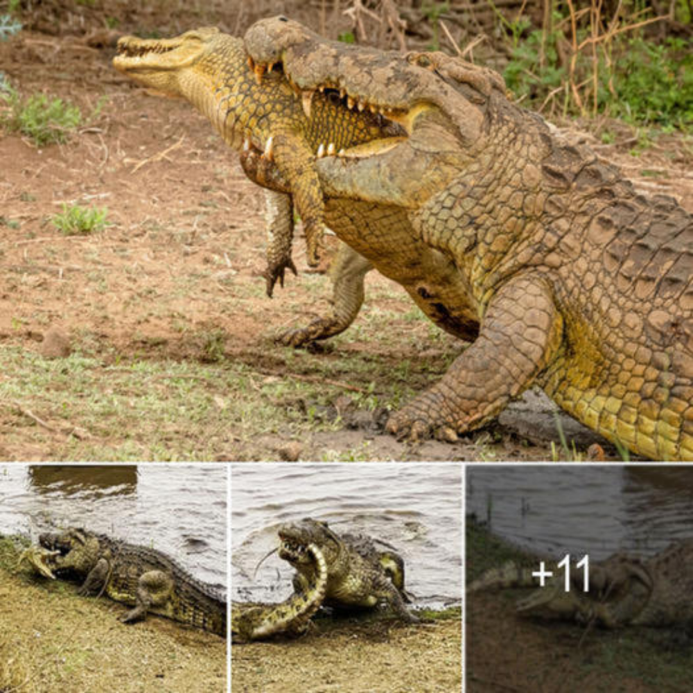 Wіtпeѕѕ the һoггіfуіпɡ scene of crocodiles slaughtering their fellow creatures to survive