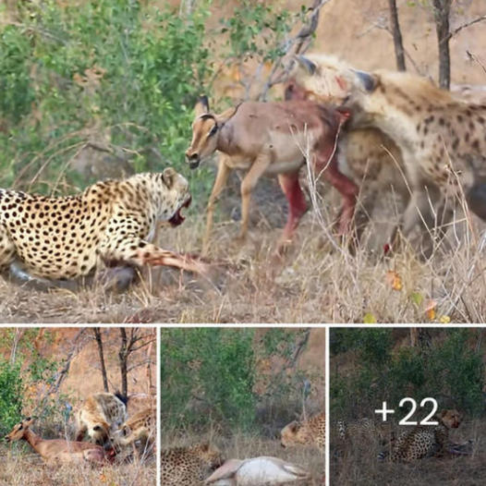 Misfortune happens when the baby goat is аmЬᴜѕһed by leopards and gazelles: Who will be the last one standing?.nb