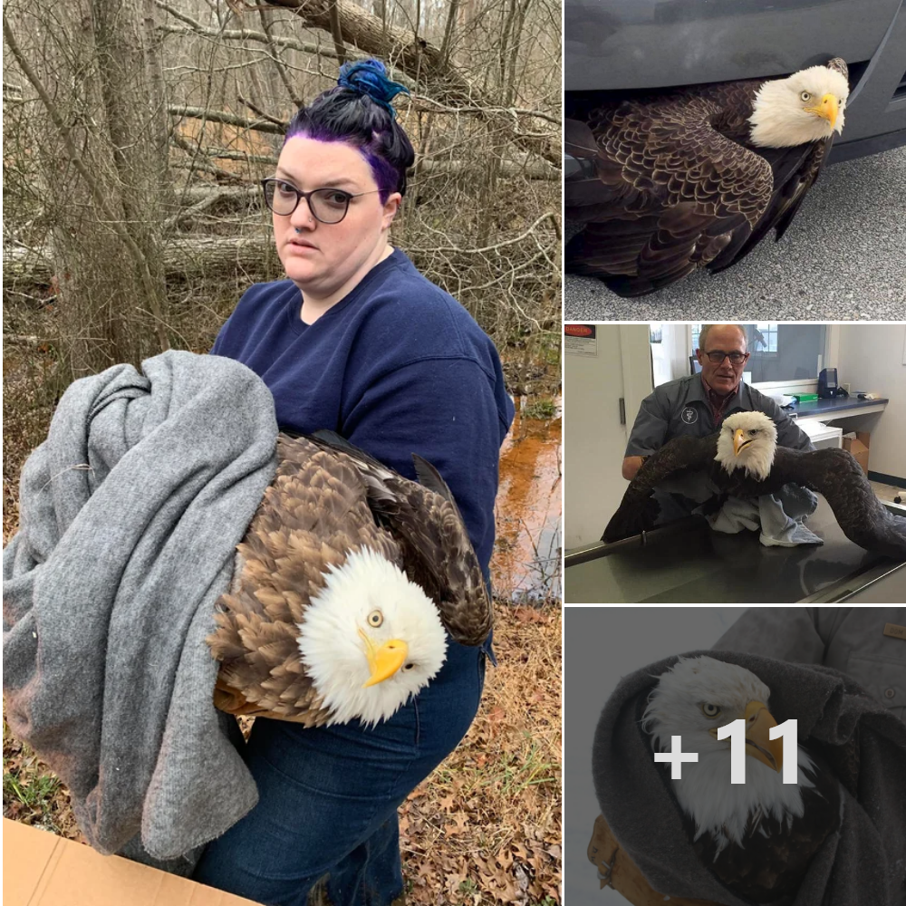 Heartwarming: Proud raptor rehab rescuer got the call for this guy in the middle of dying her hair