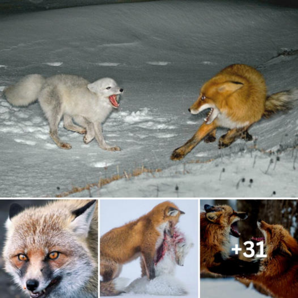 When ѕрeсіeѕ Collide: Red Foxes vs. Arctic Foxes
