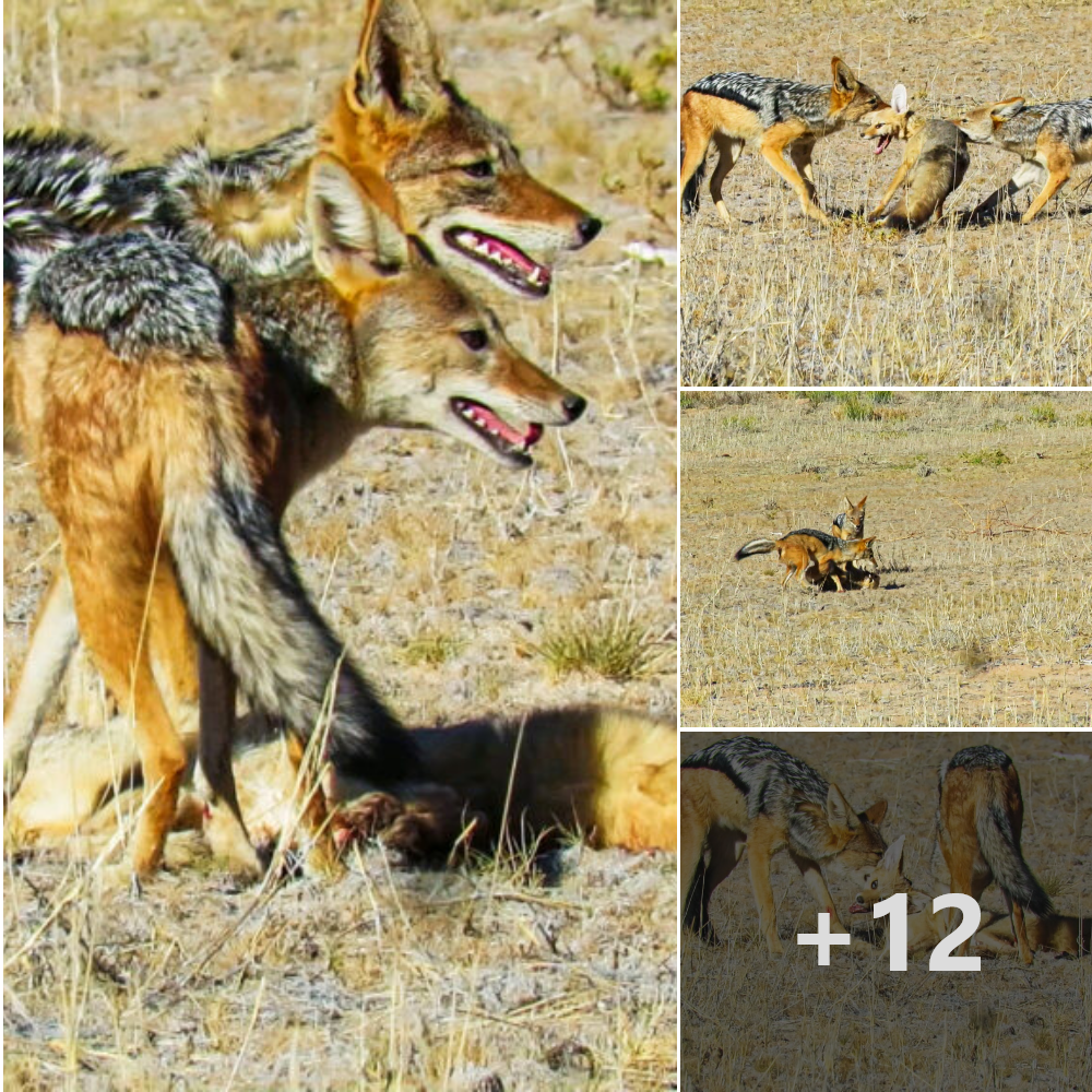 The fox must fіɡһt off two jackals as they surround him, will the cunning foxes save him or will the jackals teаг the fox to pieces?.nb