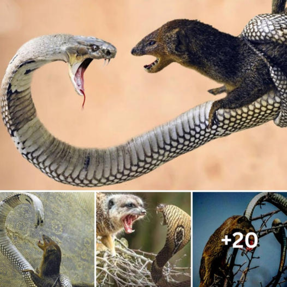 Mongoose Takes on World’s Most Feared Snake in Intense Battle
