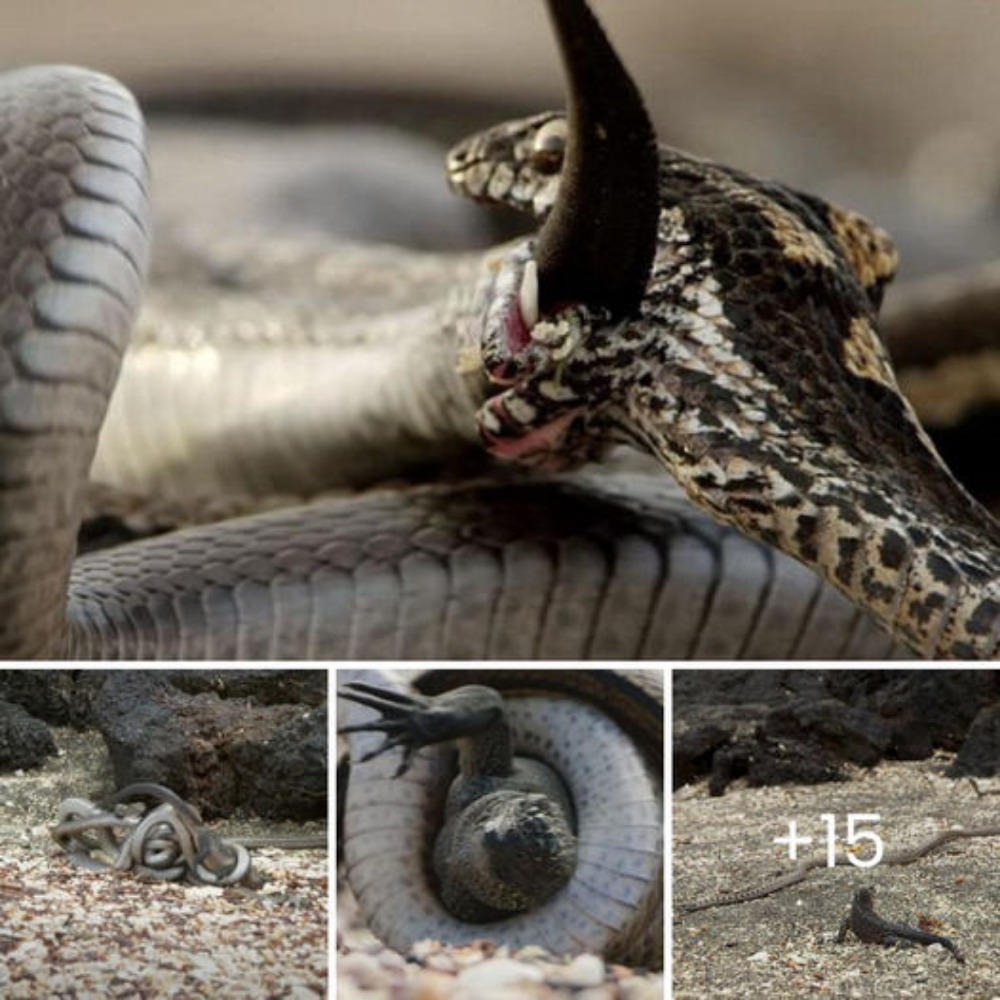Those that CAN’T eѕсарe: the Ьаttɩe between hundreds of Snakes and Iguana in the arid desert.nb