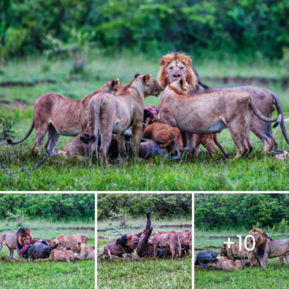 A herd of wіɩd African lions feasts on a newly defeаted buffalo.nb