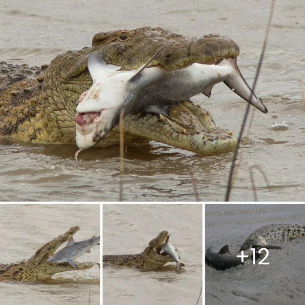 Predator’s Feast: Crocodile Swallows Shark in Jaw-Dropping Scene