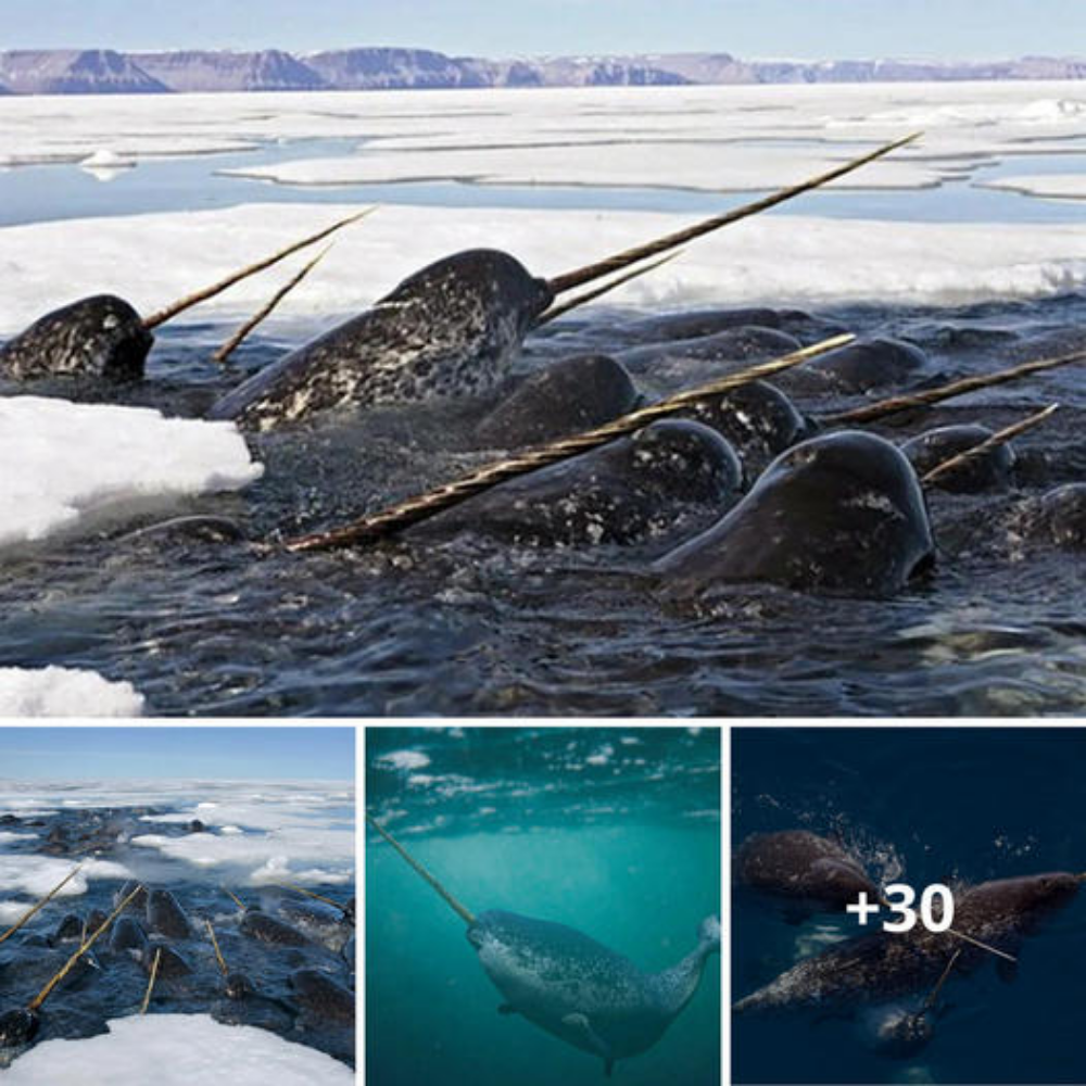 Unlocking the Mysteries of Narwhals’ Unique Vision: A Window into Their Extraordinary Perception Abilities