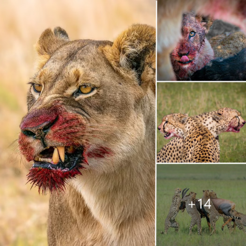 Unbelievable Wildlife Photos: Capturing Africa’s Majestic Creatures Through an Amateur Lens.SM13