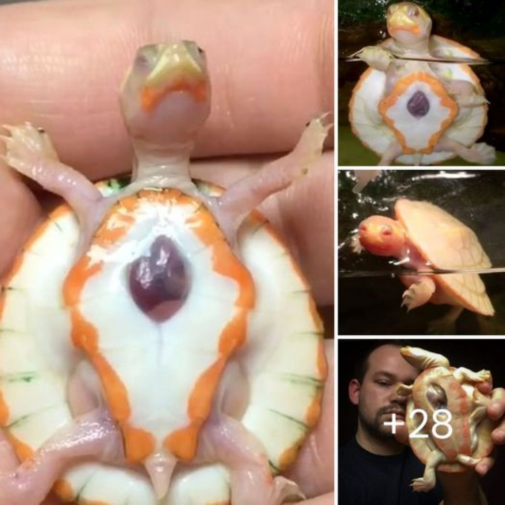 Hope’s Triumph: The Inspiring Journey of a Turtle Born with an Exposed Heart and Her Owner’s Heartwarming Support. tm