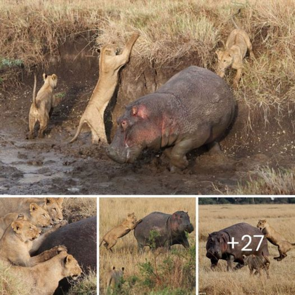 Nature’s Surprising Victory: Hippo’s Bold Maneuver Outwits Four Lions in Thrilling Display of Survival Instincts. tm