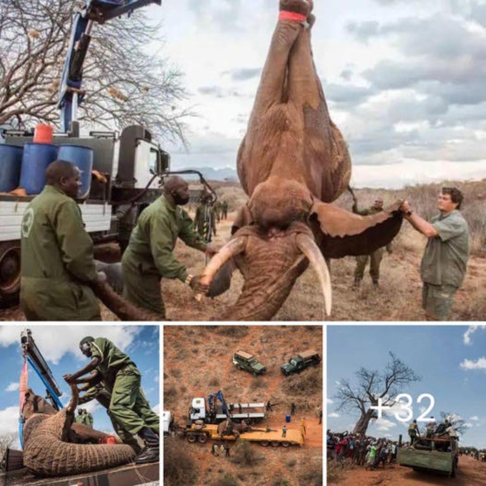 Guardians of Giants: Safeguarding Majestic Elephants in an Ever-Changing Environment. tm