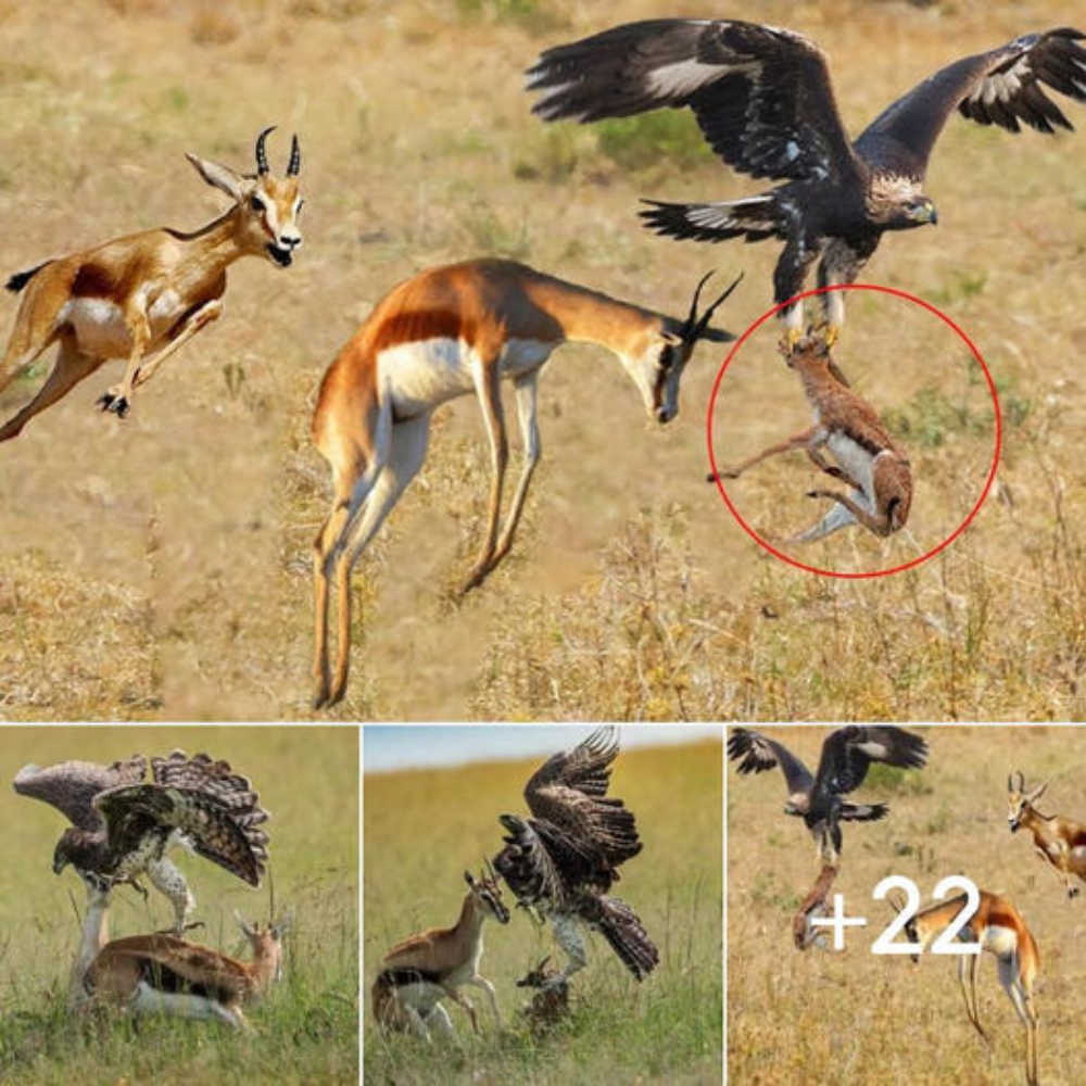 Gazelle Mother Trying Protect Her Children From The Eagle But fаіɩ – Gazelle Vs Eagle Real fіɡһt
