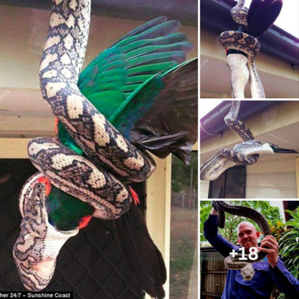 The terrifying swinging scene of a carpet python swallowing a king parrot while hanging from the gutter of a woman’s house in Agnes Waters