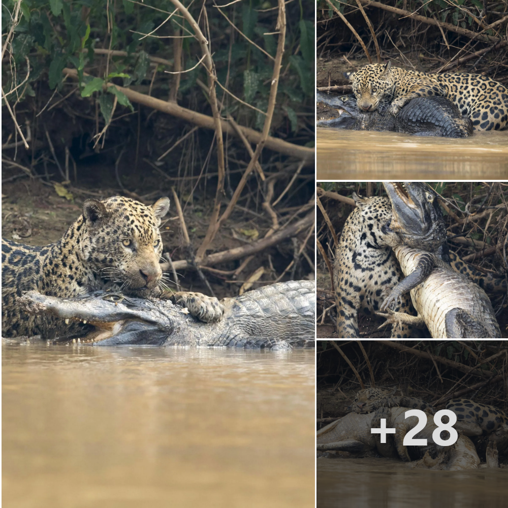 Rare moment in life: Jaguar hunts giant crocodile in battle for survival that ends after 20 terrifying minutes