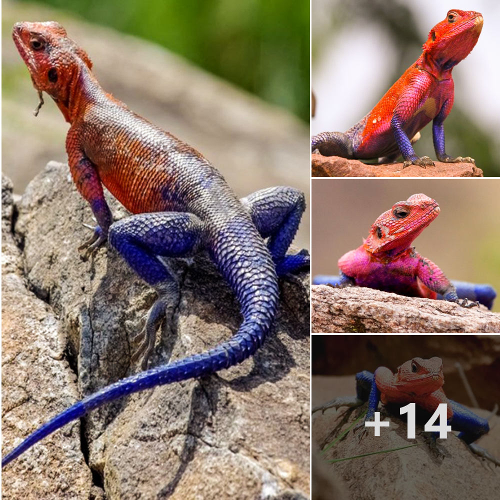 Marveling at Nature’s Quirks: Discovering Delight in a Lizard’s Spider-like Traits.SM13