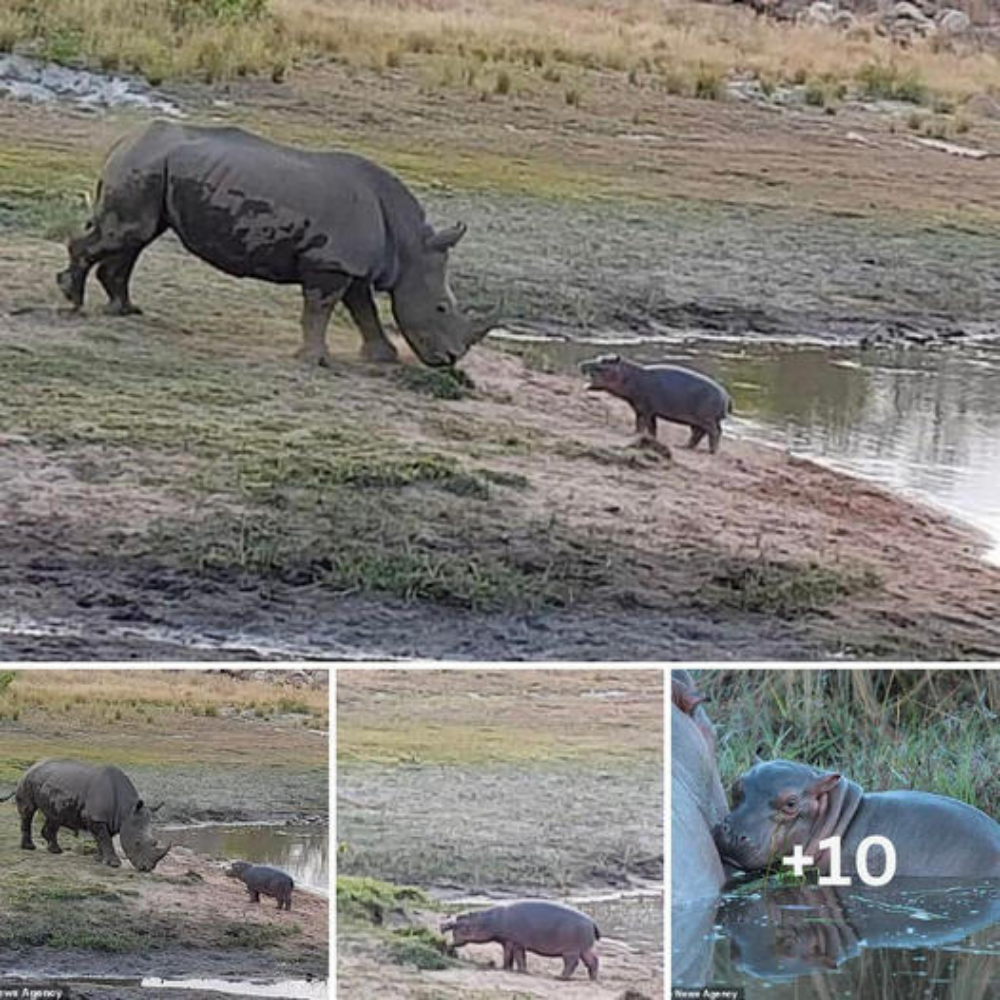 Oh, it’s so big, mom! Super cute moment baby hippopotamus bravely tries to scare away a giant white rhinoceros from a waterhole by charging forward and baring its tiny tusks