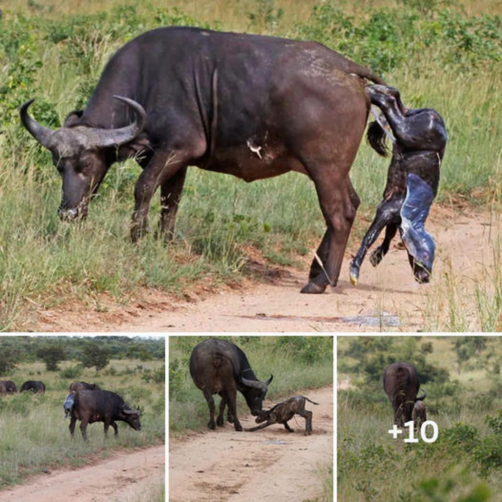 The moment the calf comes to the wild world right on the way makes visitors excited