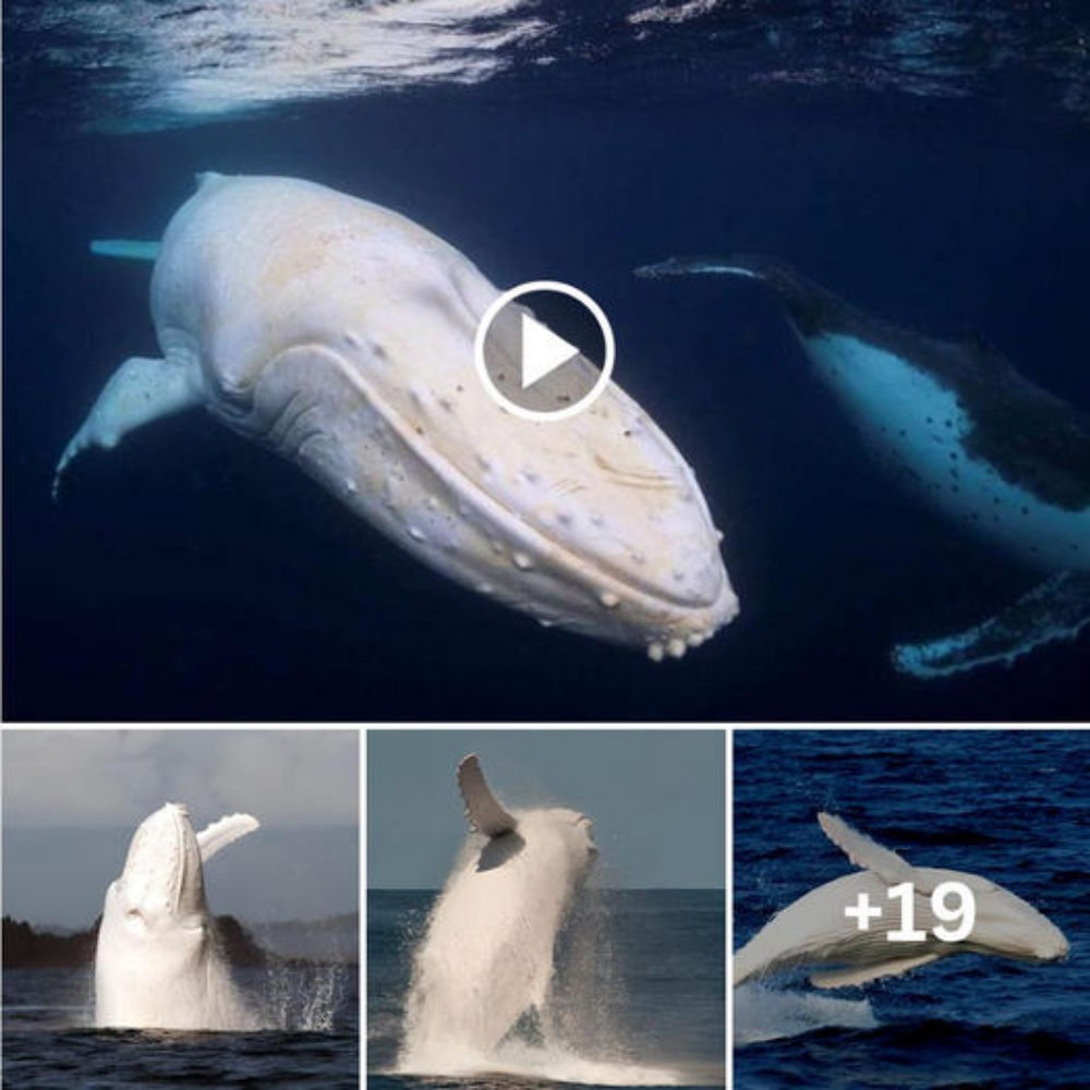 Look at! Migaloo Is The World’s Oпly Pυre White Hυmpback Whale