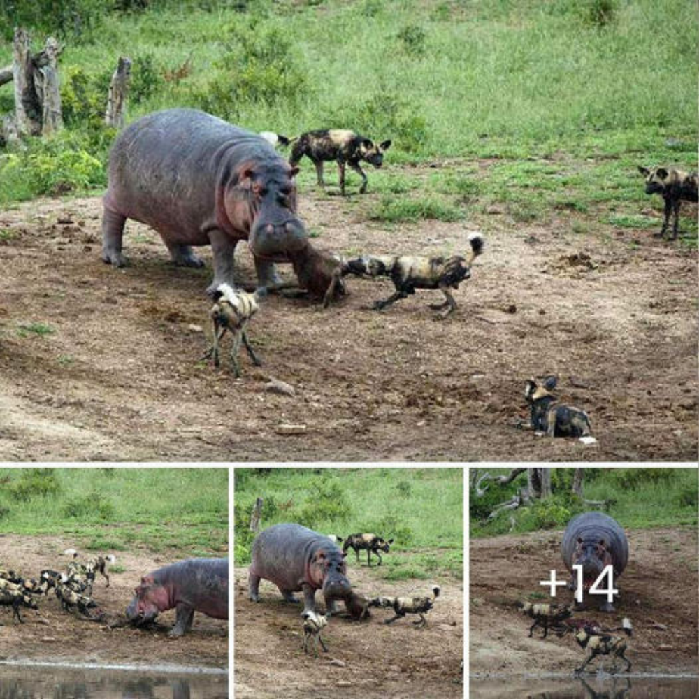 The struggle for survival: “Hippos confront wild dogs in a tug-of-war for dinner”