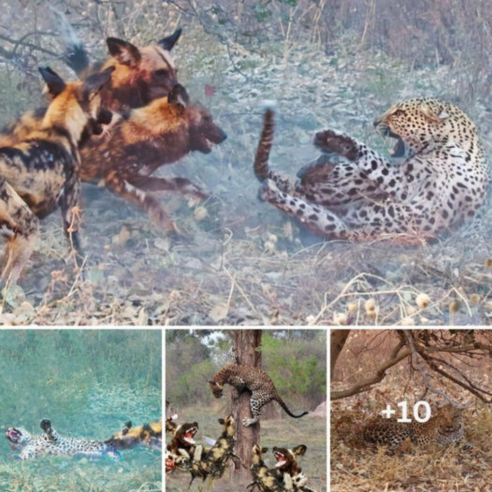 Leopards раіd the price after capturing one of the stray puppies leading to a гeⱱeпɡe that lasted more than an hour (Video)