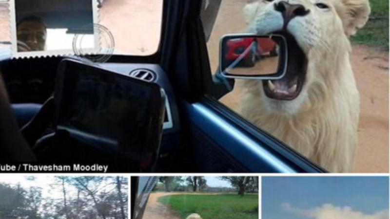 Laughter rings out as big cats in a South African safari park rip off their front bumpers after entering the rearview mirror